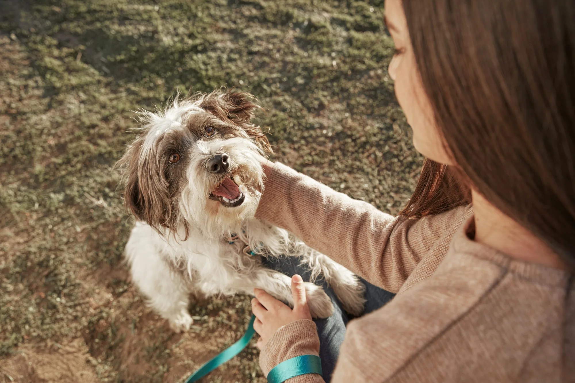 The Keys to Improving the Odds of Pet Cancer Survival Petco